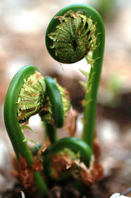 Picture of Fern Fiddle head
